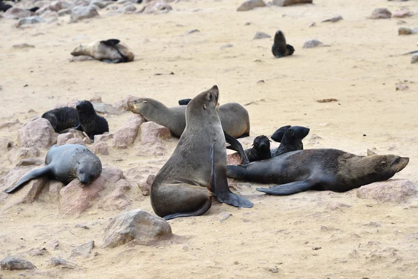 Focas del Cabo, Namibia — Foto de Stock