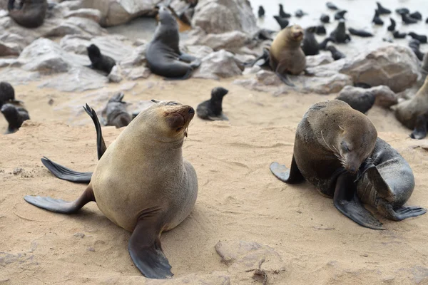 Colonia de focas de piel de capa, Namibia — Foto de Stock