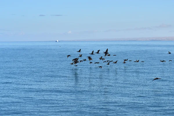 Cape cormorants, Namibia — Stock Photo, Image