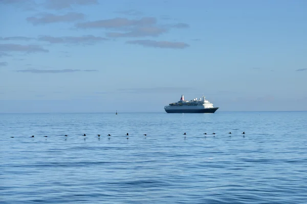 Cape aalscholvers en cruiseschip — Stockfoto