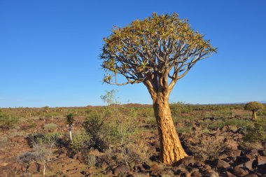 Titreme ağaç orman Namibya 