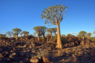Titreme ağaç orman Namibya 