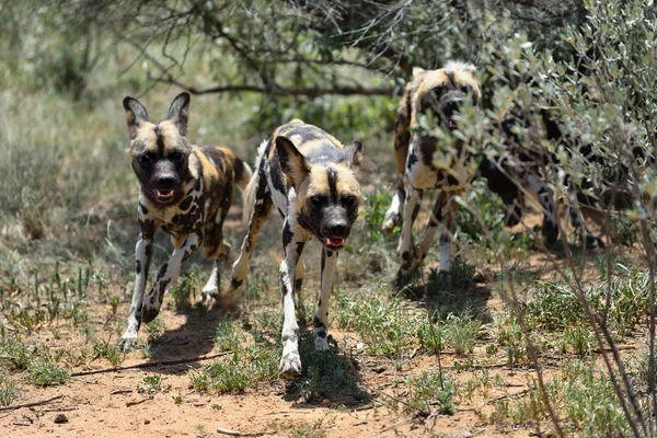 Perros salvajes africanos — Foto de Stock
