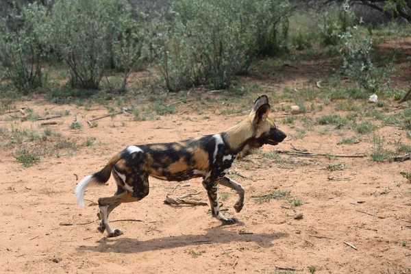 African Wild Dog — Stock Photo, Image