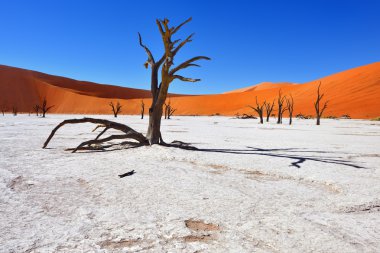 Deadvlei, Sossusvlei. Namibya
