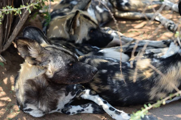 Perros salvajes africanos — Foto de Stock