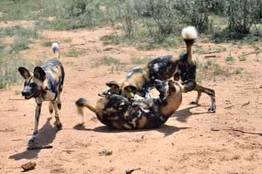 Afrika Vahşi köpekler 