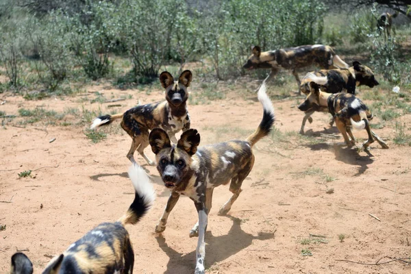 Cani selvatici africani — Foto Stock
