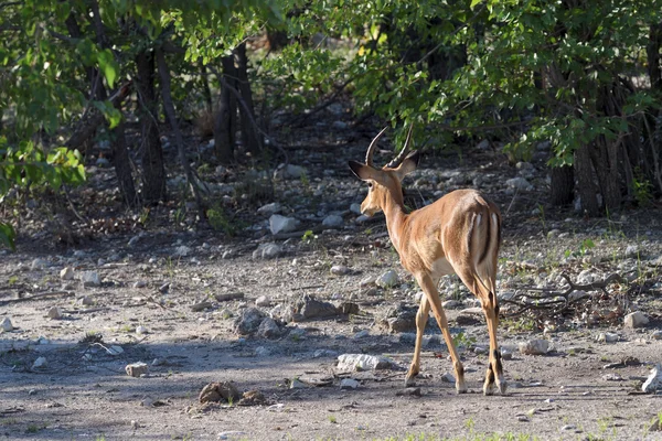 Καφέ impala, Ναμίμπια — Φωτογραφία Αρχείου