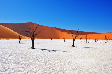 Deadvlei, Sossusvlei. Namibya