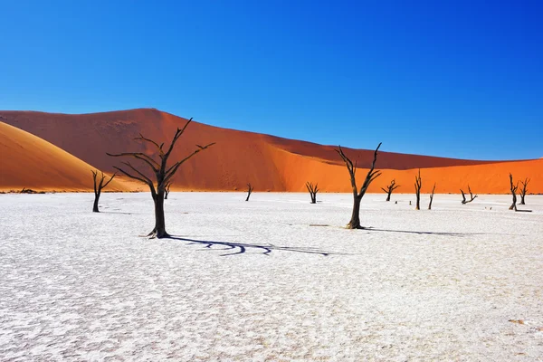 Deadvlei, Sossusvlei. Namibia — Foto de Stock