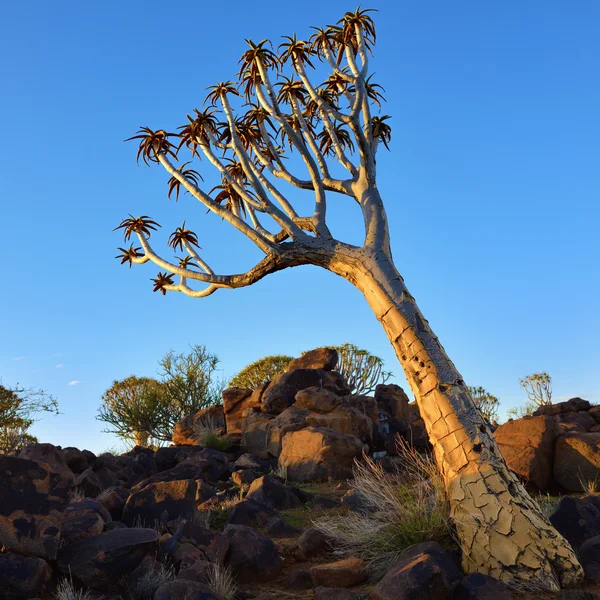 Toulec Les Namibie — Stock fotografie