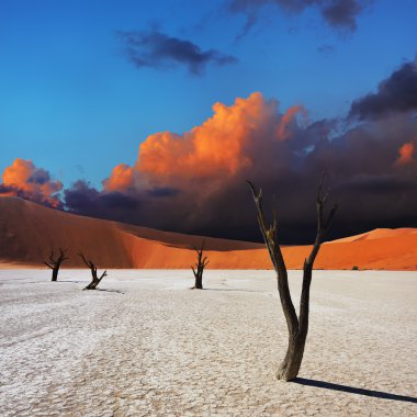 Deadvlei, Sossusvlei. Namibya