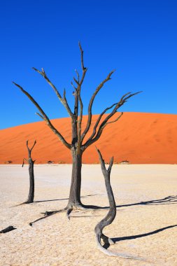 Deadvlei, Sossusvlei. Namibya