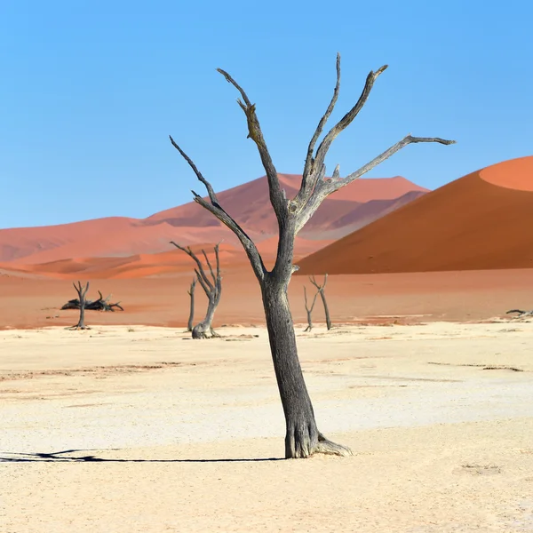 Deadvlei, Sossusvlei. Namibia — Stock Photo, Image