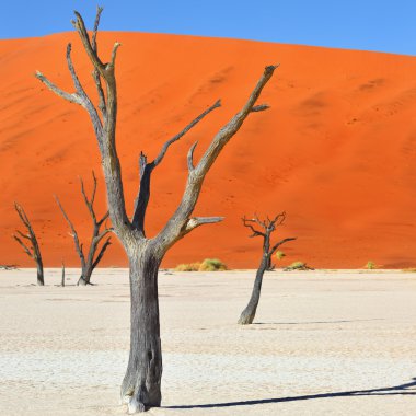 Deadvlei, Sossusvlei. Namibya