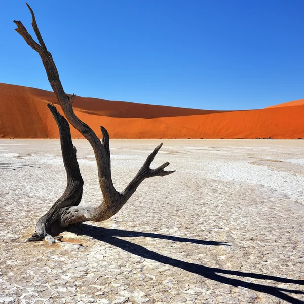 Deadvlei, Sossusvlei. Namibia — Foto Stock
