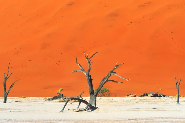 Deadvlei, Sossusvlei. Namibia — Stock Photo, Image