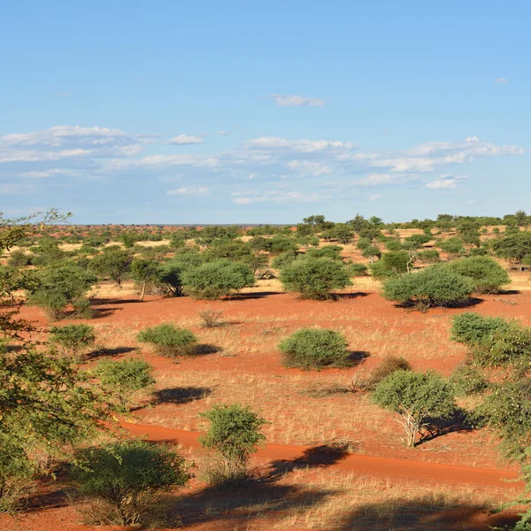 Le désert du Kalahari, Namibie — Photo