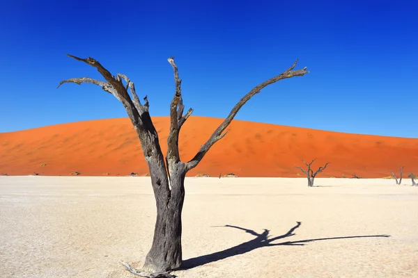 Deadvlei, Sossusvlei. Namibya