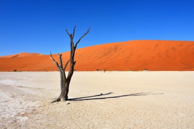 Deadvlei, Sossusvlei. Namibya