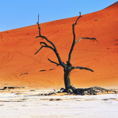 Deadvlei, Sossusvlei. Namibya