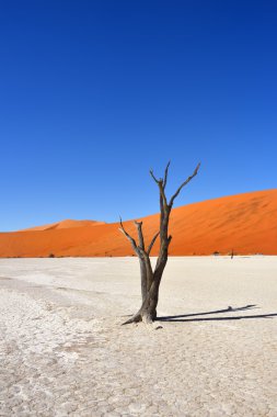 Deadvlei, Sossusvlei. Namibya