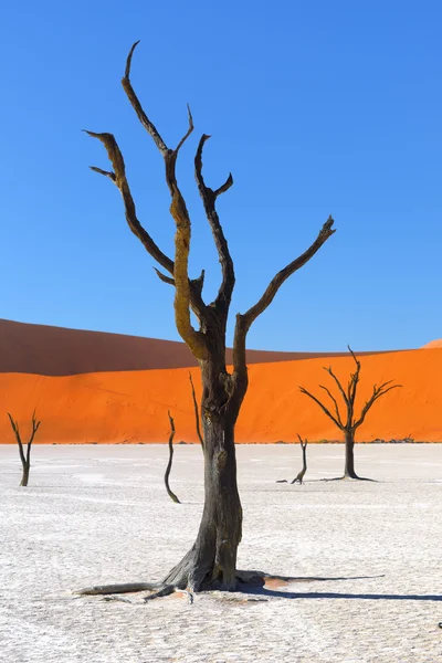 Deadvlei, Sossusvlei. Namibia — Stock Photo, Image