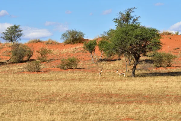 Kalahari-Wüste, Namibia — Stockfoto