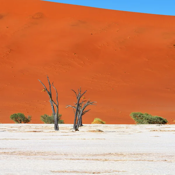 Deadvlei, Sossusvlei. Namibie — Stock fotografie