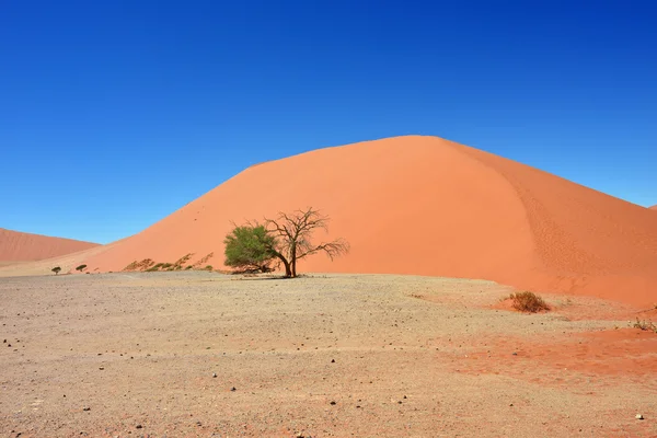 Sossusvlei Namibia Africa — Stock Photo, Image