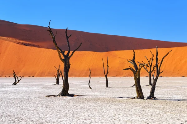 Deadvlei, Sossusvlei. Namibya