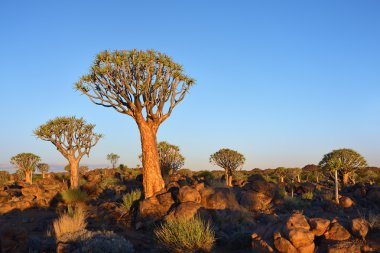 Titreme ağaç orman Namibya 