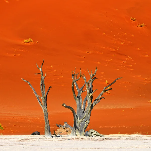 Deadvlei, Sossusvlei. Namibia — Stock Photo, Image