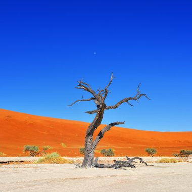 Deadvlei, Sossusvlei. Namibya