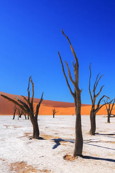 Deadvlei, Sossusvlei. Namibya
