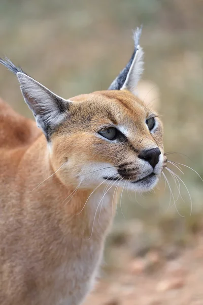 Caracal portrait in Namibia — Stock Photo, Image