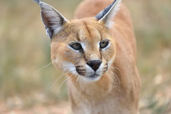 Retrato caracal na Namíbia — Fotografia de Stock