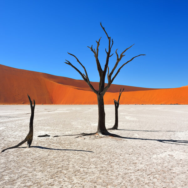 Deadvlei, Sossusvlei. Namibia