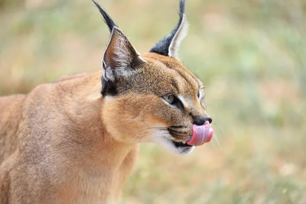 Retrato de Caracal en Namibia — Foto de Stock