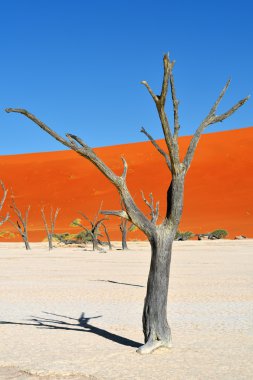 Deadvlei, Sossusvlei. Namibya