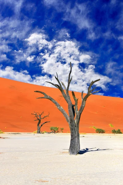 Deadvlei、ソーサス フライ。ナミビア — ストック写真