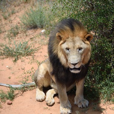 Erkek aslan, Namibya