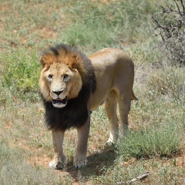 Leone maschio, Namibia — Foto Stock