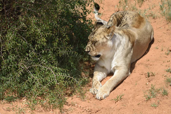 Lwica, Namibia, Afryka — Zdjęcie stockowe