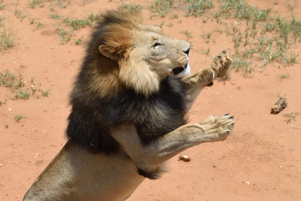 Лев чоловіки, Намібія — стокове фото