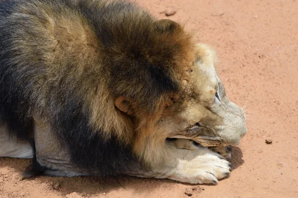 Mannetjes leeuw, Namibië — Stockfoto