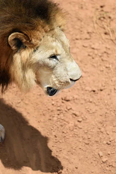 León macho, Namibia — Foto de Stock