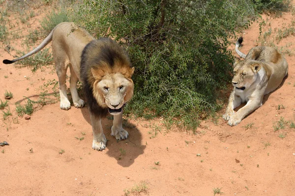 Leeuwen in bushveld, Namibië — Stockfoto