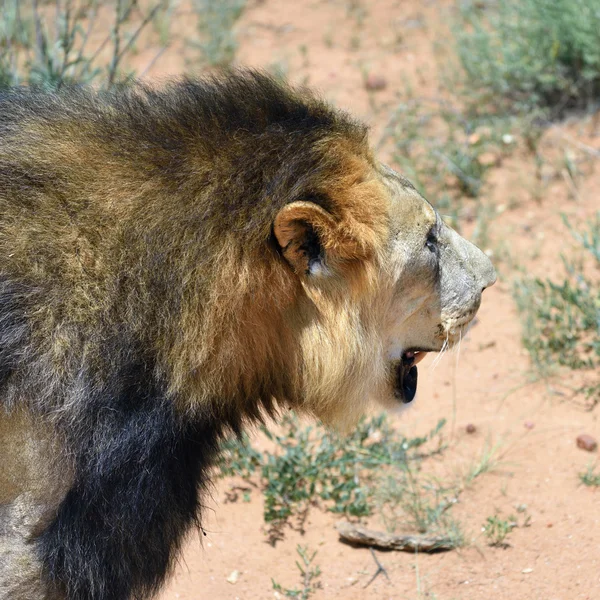 Αρσενικό λιοντάρι, Ναμίμπια — Φωτογραφία Αρχείου